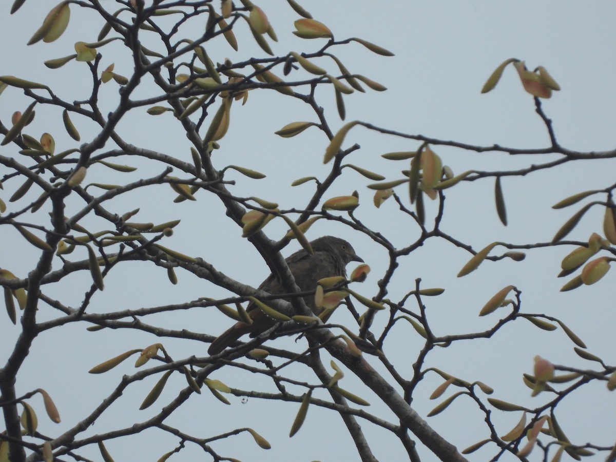 Plum-throated Cotinga - ML627801686