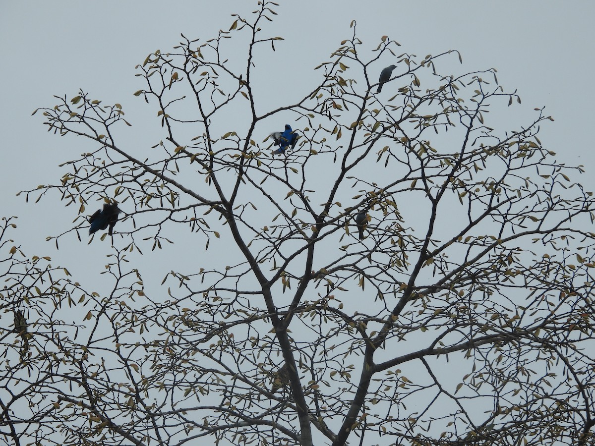 Plum-throated Cotinga - ML627801687