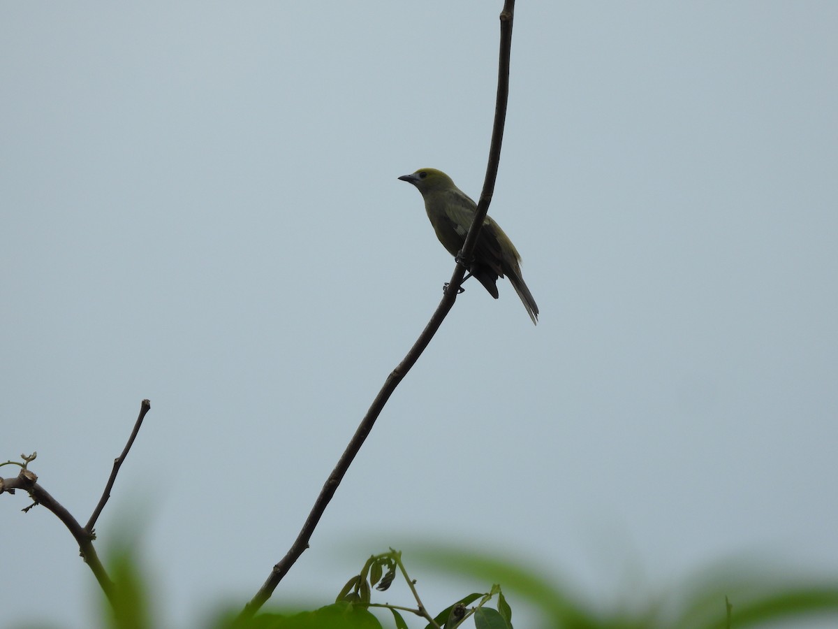 Palm Tanager - ML627801696