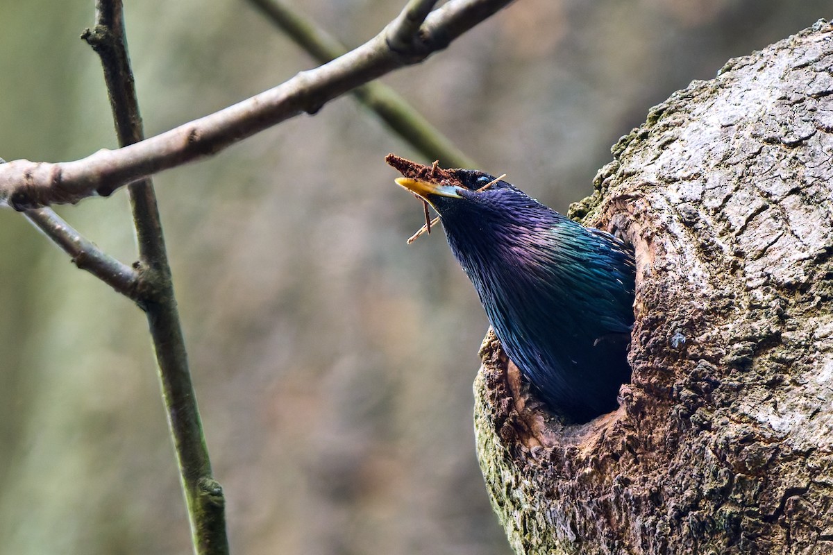 European Starling - ML627801698