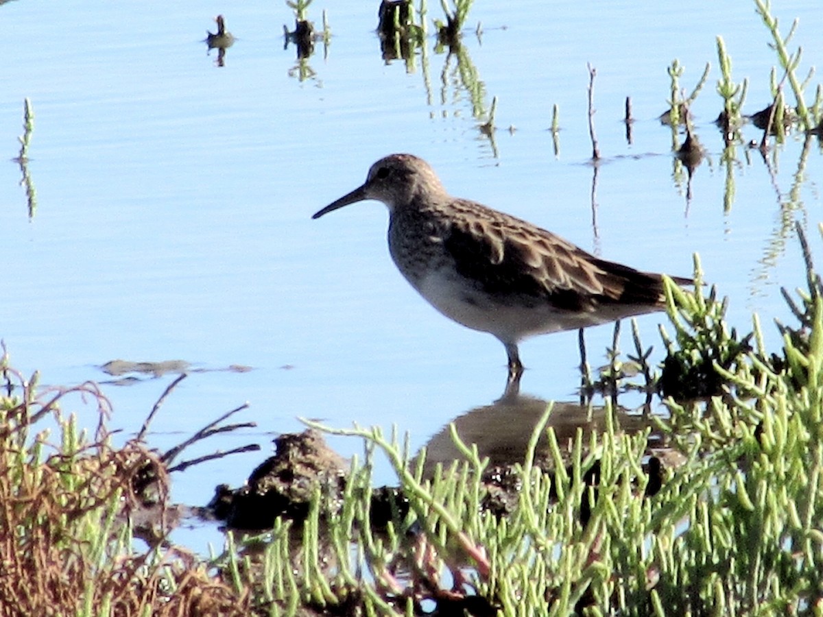 Graubrust-Strandläufer - ML627801769