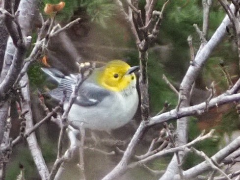 Hermit Warbler - ML627801770