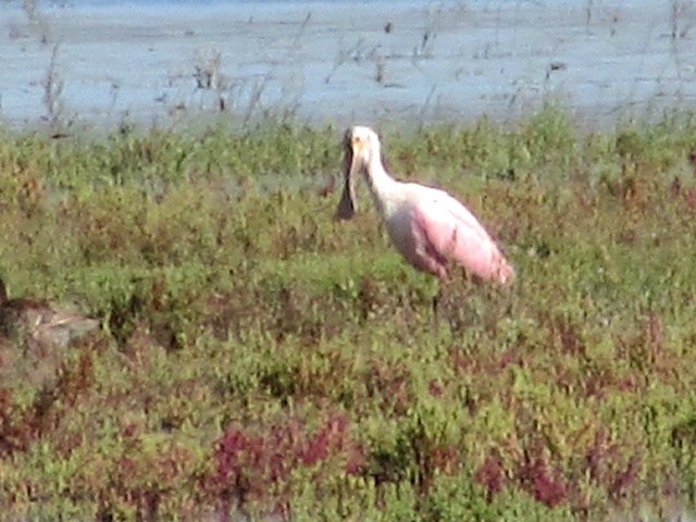 Roseate Spoonbill - ML627801775