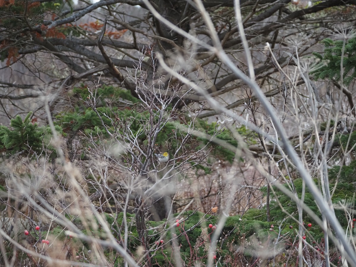 Hermit Warbler - ML627801780