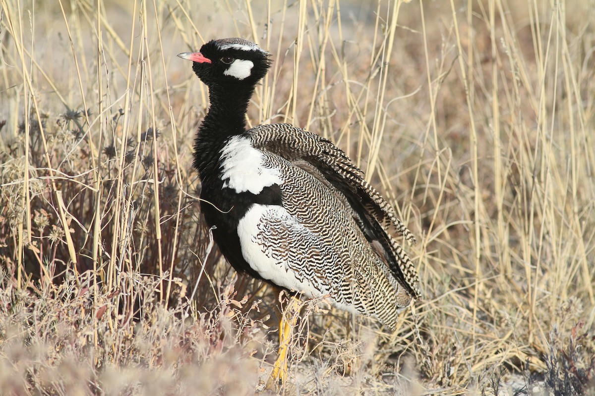 White-quilled Bustard - ML627801781