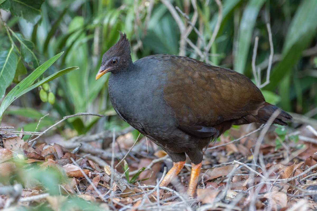 Orange-footed Megapode - ML627801861