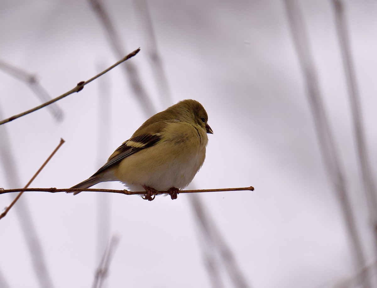 American Goldfinch - ML627801879