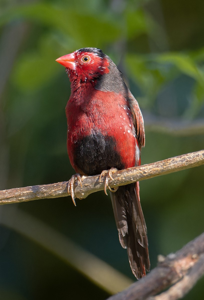 Crimson Finch - ML627801881