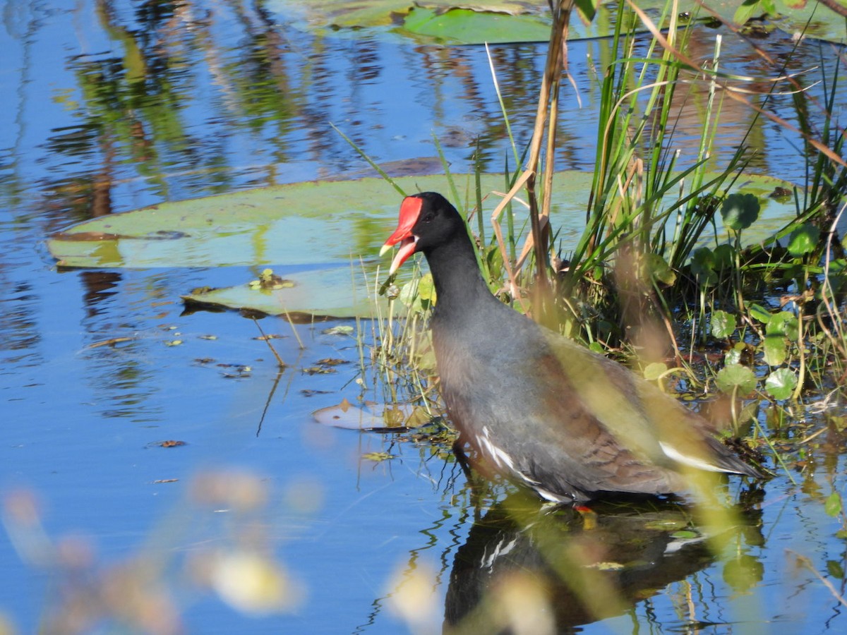 Common Gallinule - ML627801917