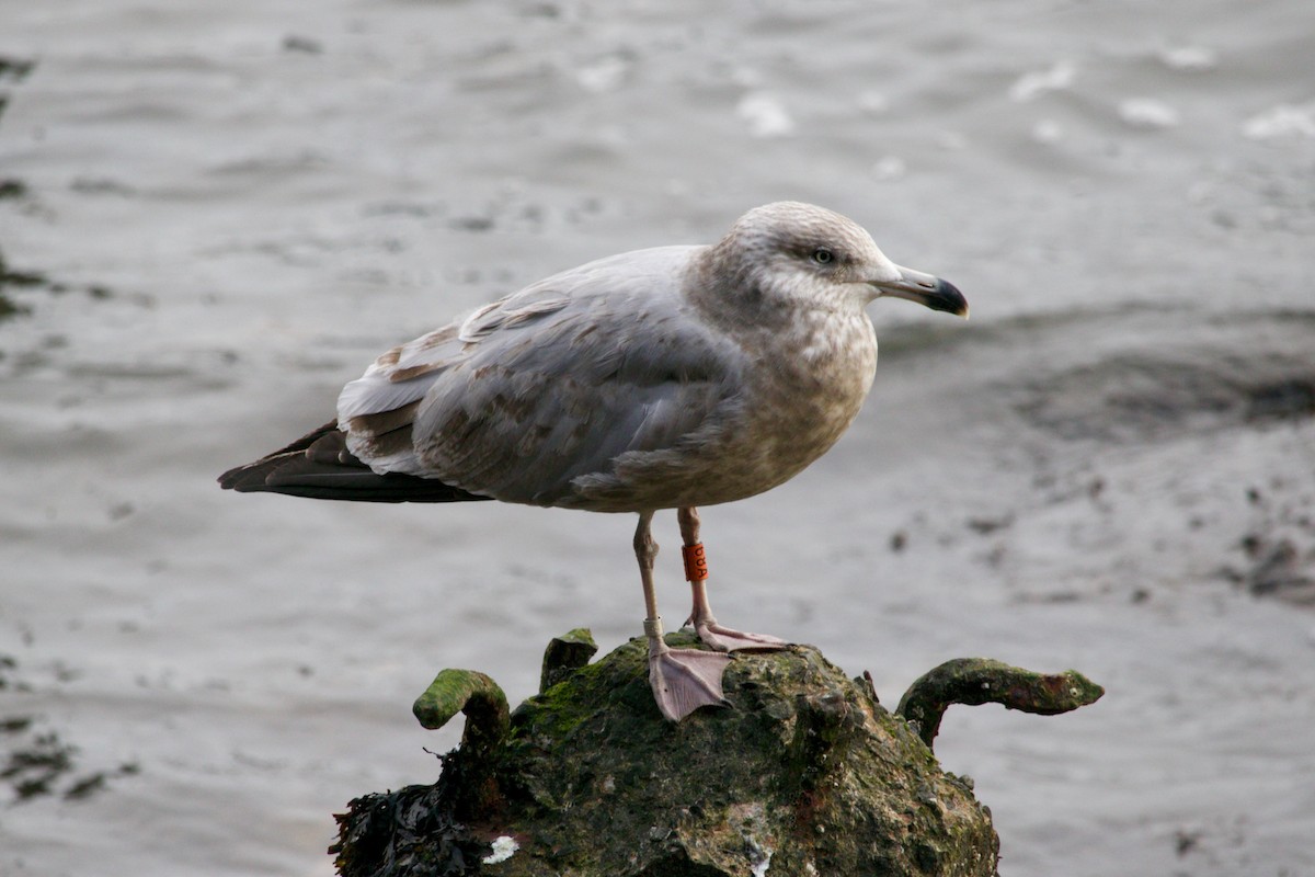 American Herring Gull - ML627801918