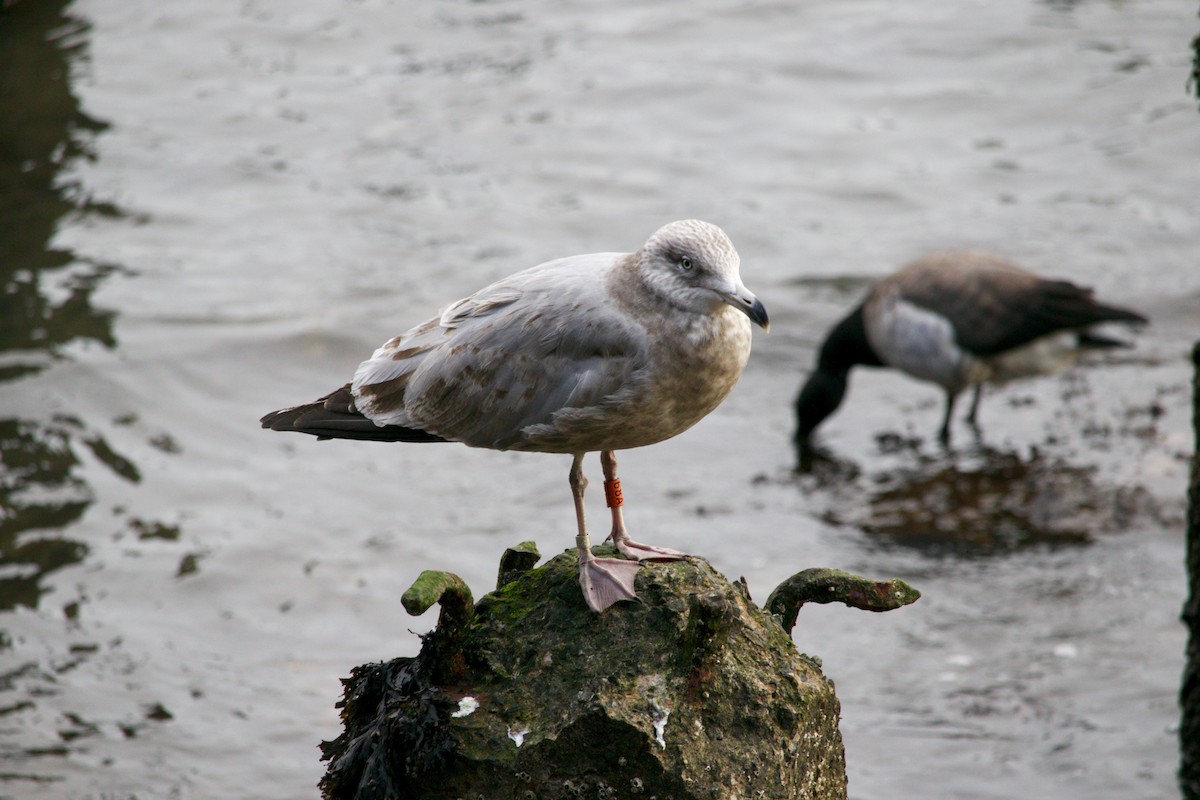 American Herring Gull - ML627801919