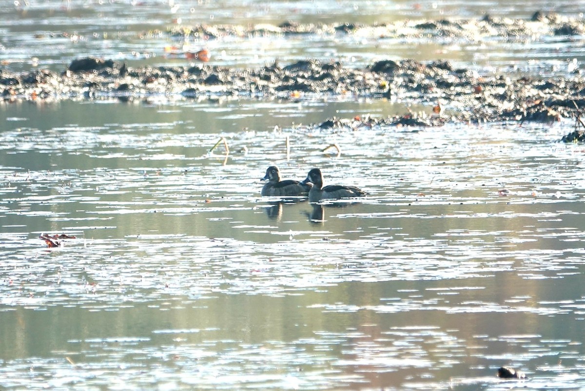 Ring-necked Duck - ML627801984