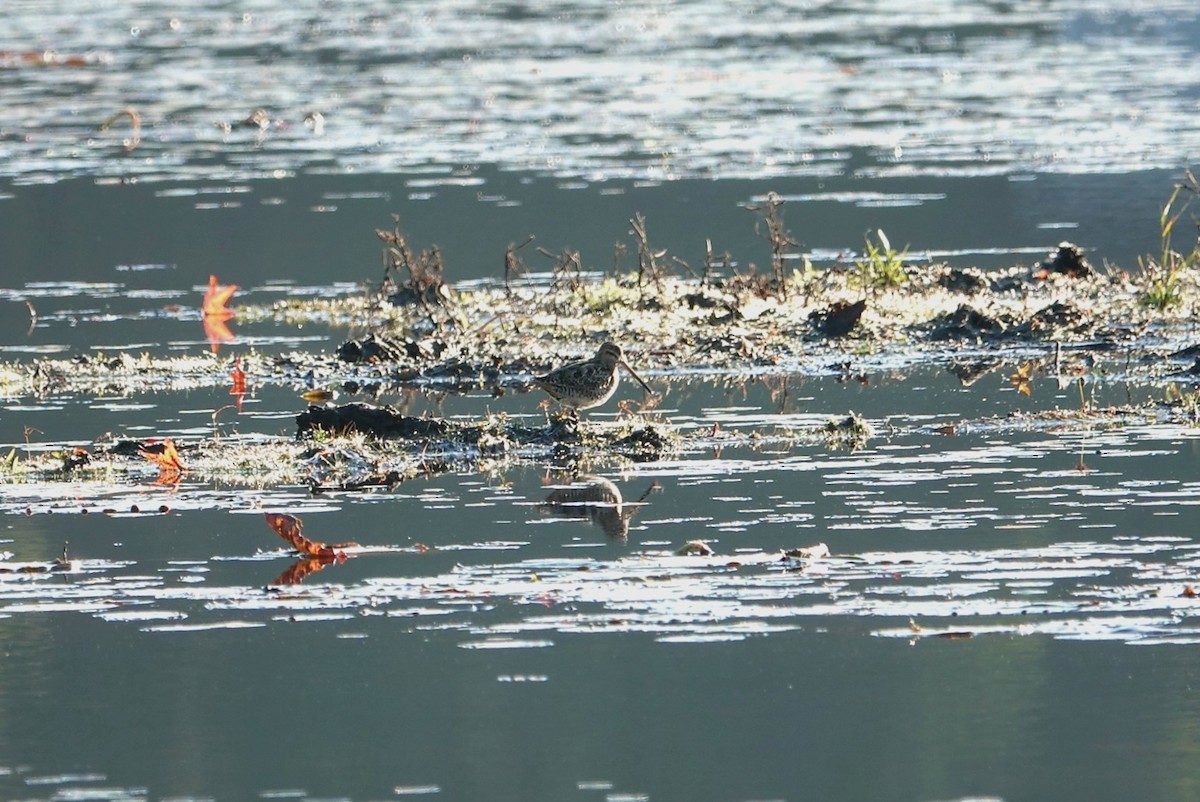 Wilson's Snipe - ML627801996