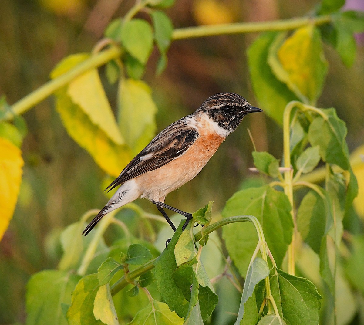 Siberian Stonechat - ML627802001