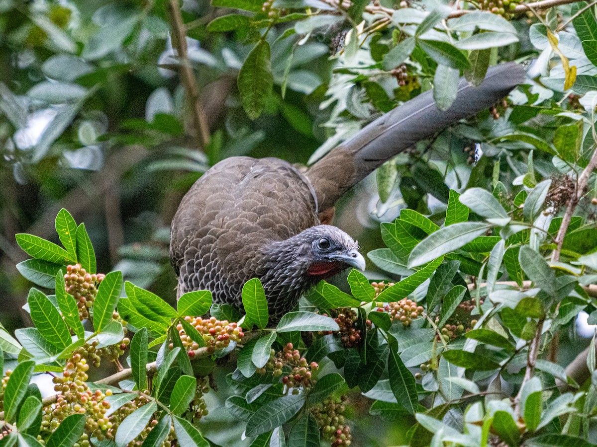 Colombian Chachalaca - ML627802014