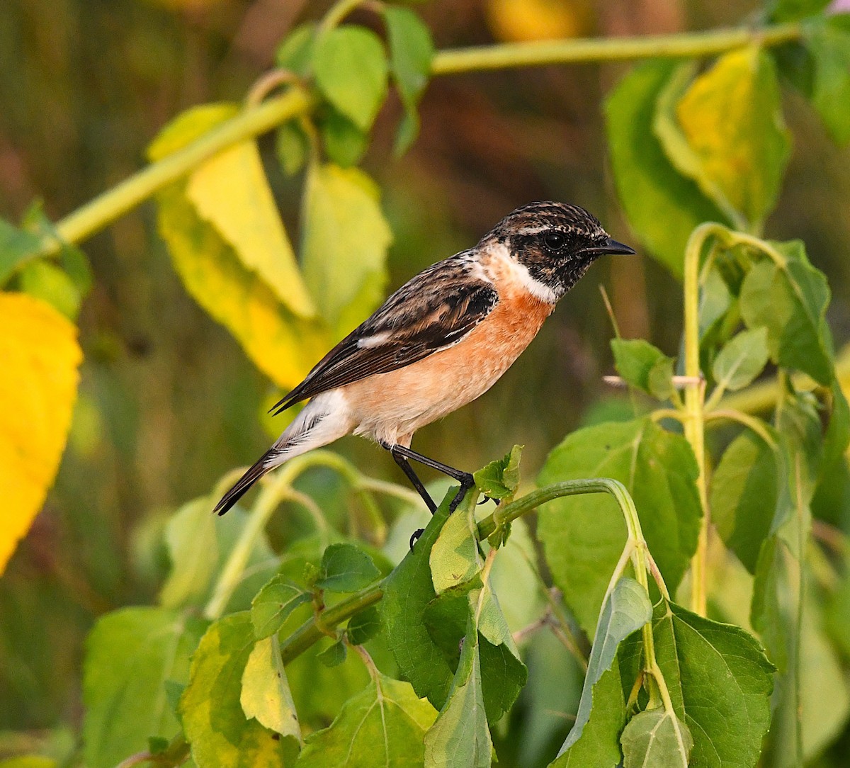 Siberian Stonechat - ML627802021