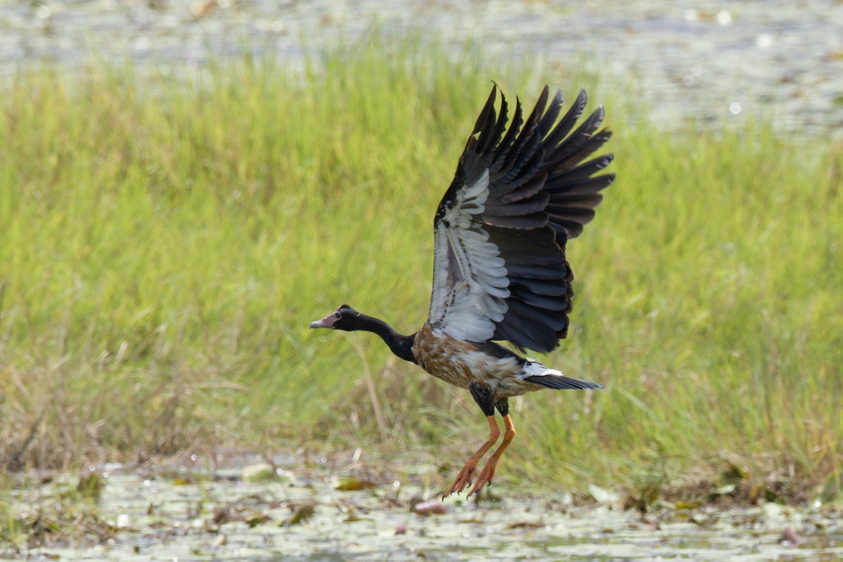 Magpie Goose - ML627802047