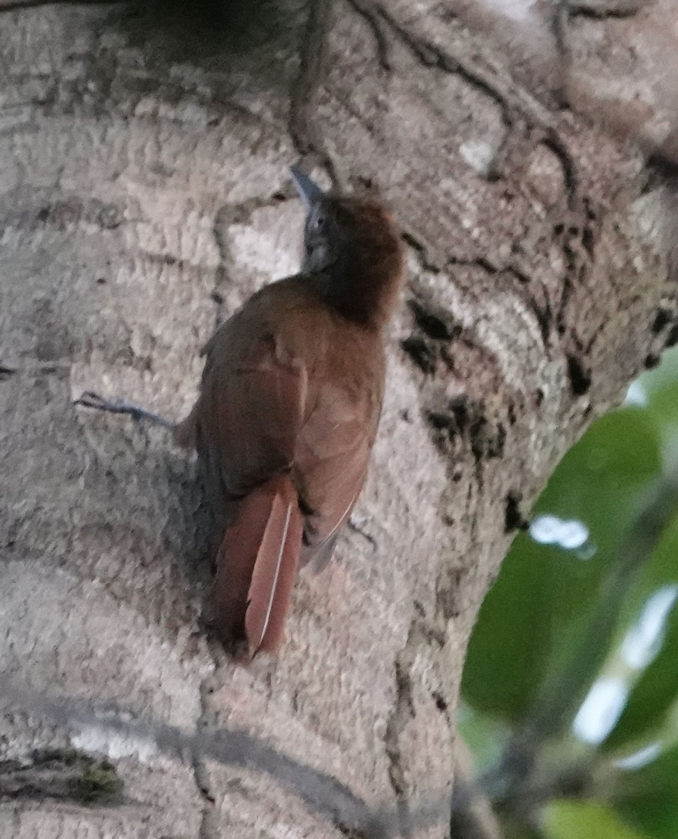 Plain-brown Woodcreeper - ML627802049