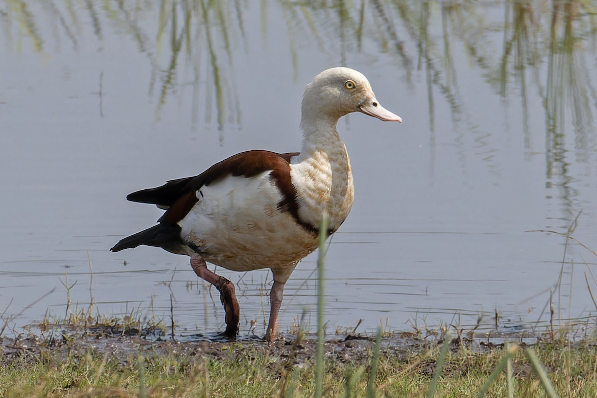 Radjah Shelduck - ML627802052