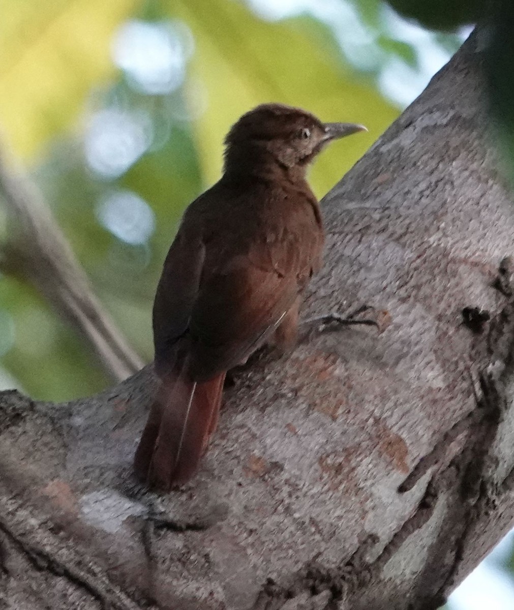 Plain-brown Woodcreeper - ML627802057