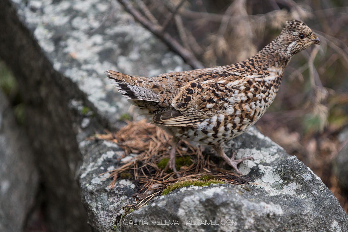 Hazel Grouse - ML627802070