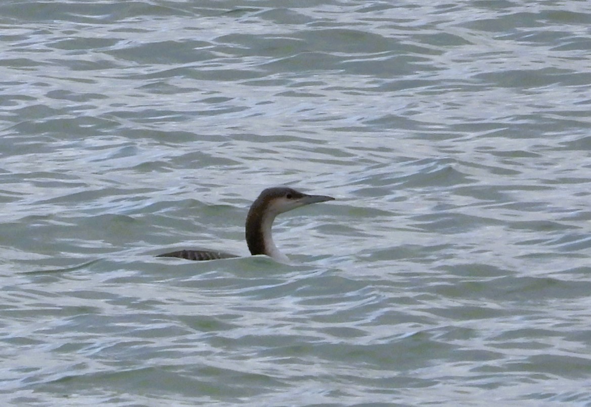 Arctic Loon - ML627802072