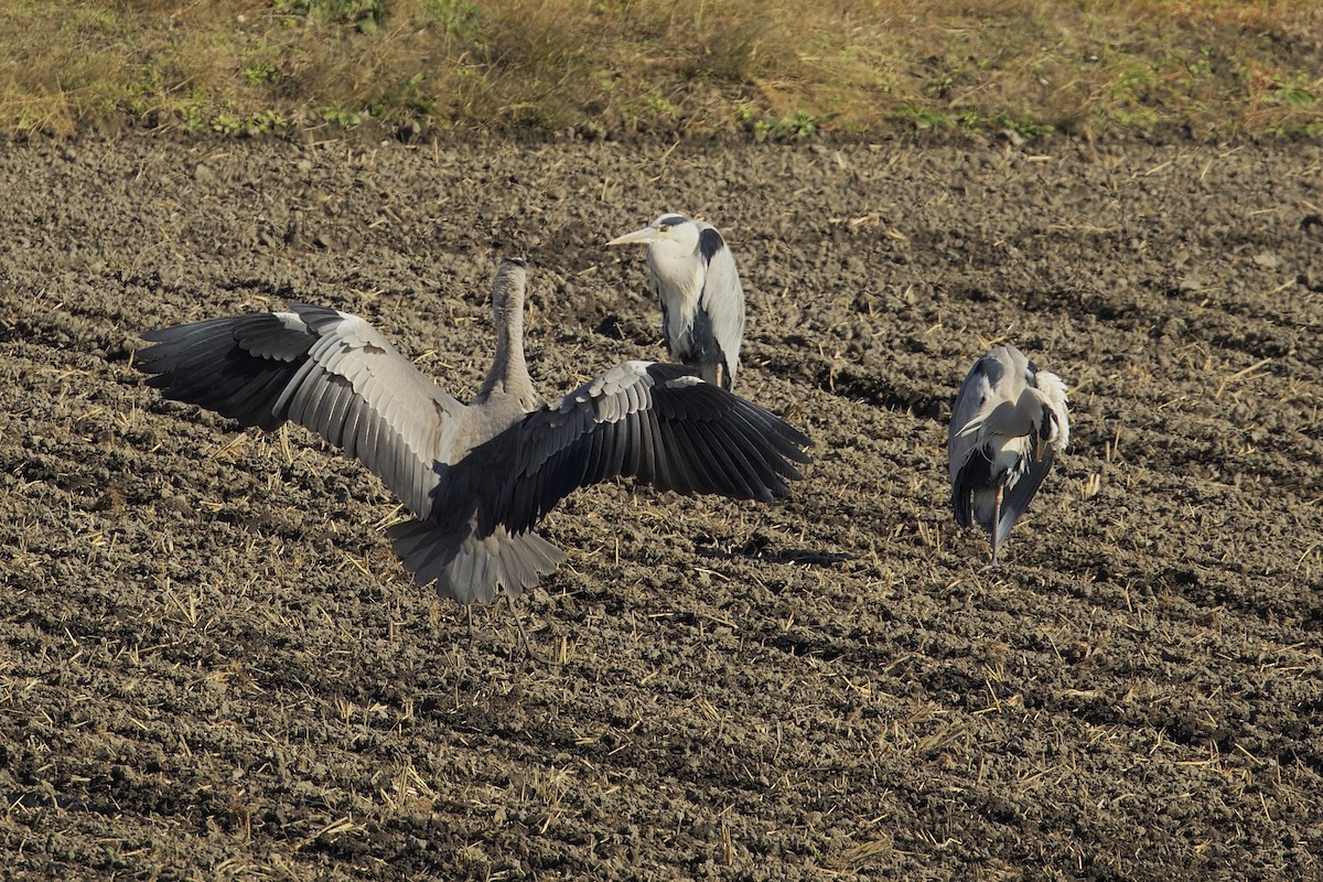 Gray Heron - ML627802075