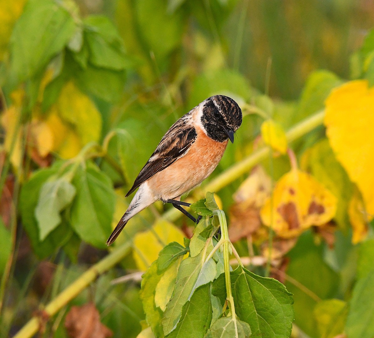 Siberian Stonechat - ML627802077