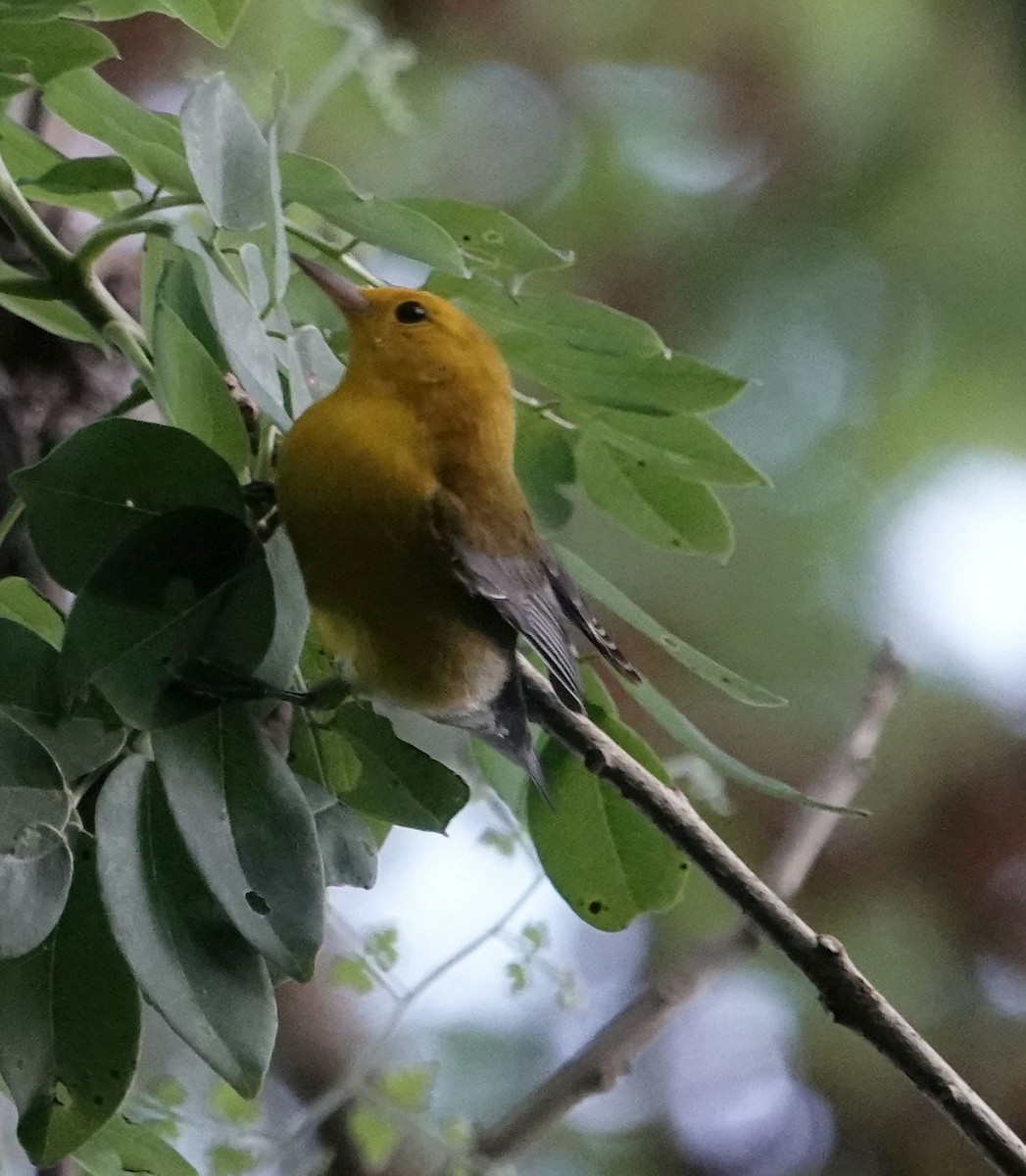 Prothonotary Warbler - ML627802079