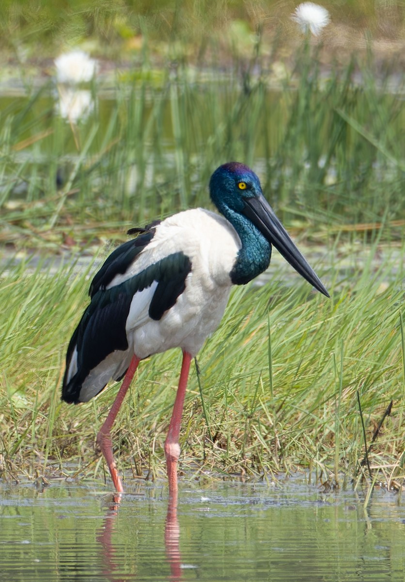 Black-necked Stork - ML627802080