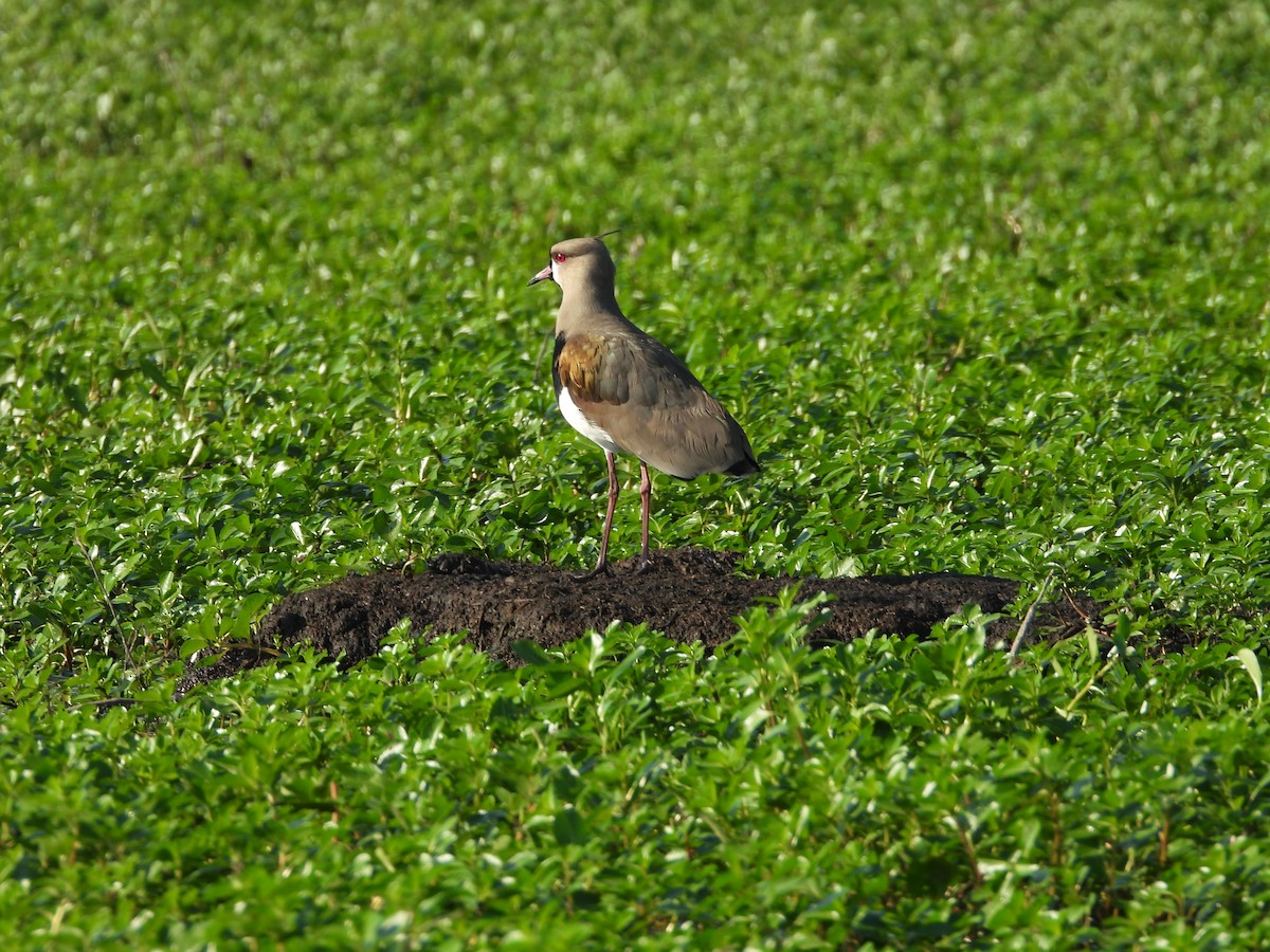 Southern Lapwing - ML627802083