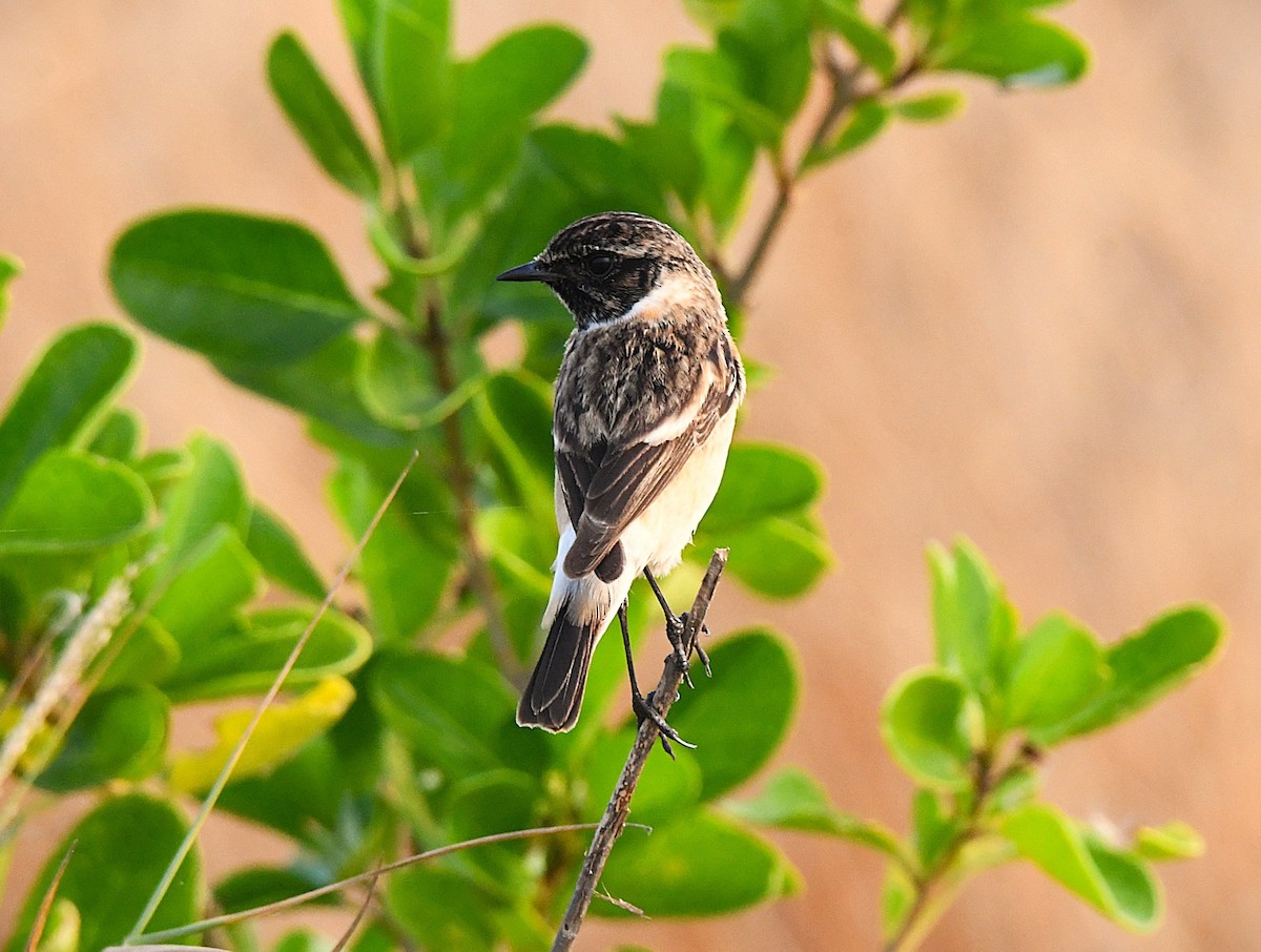 Siberian Stonechat - ML627802097