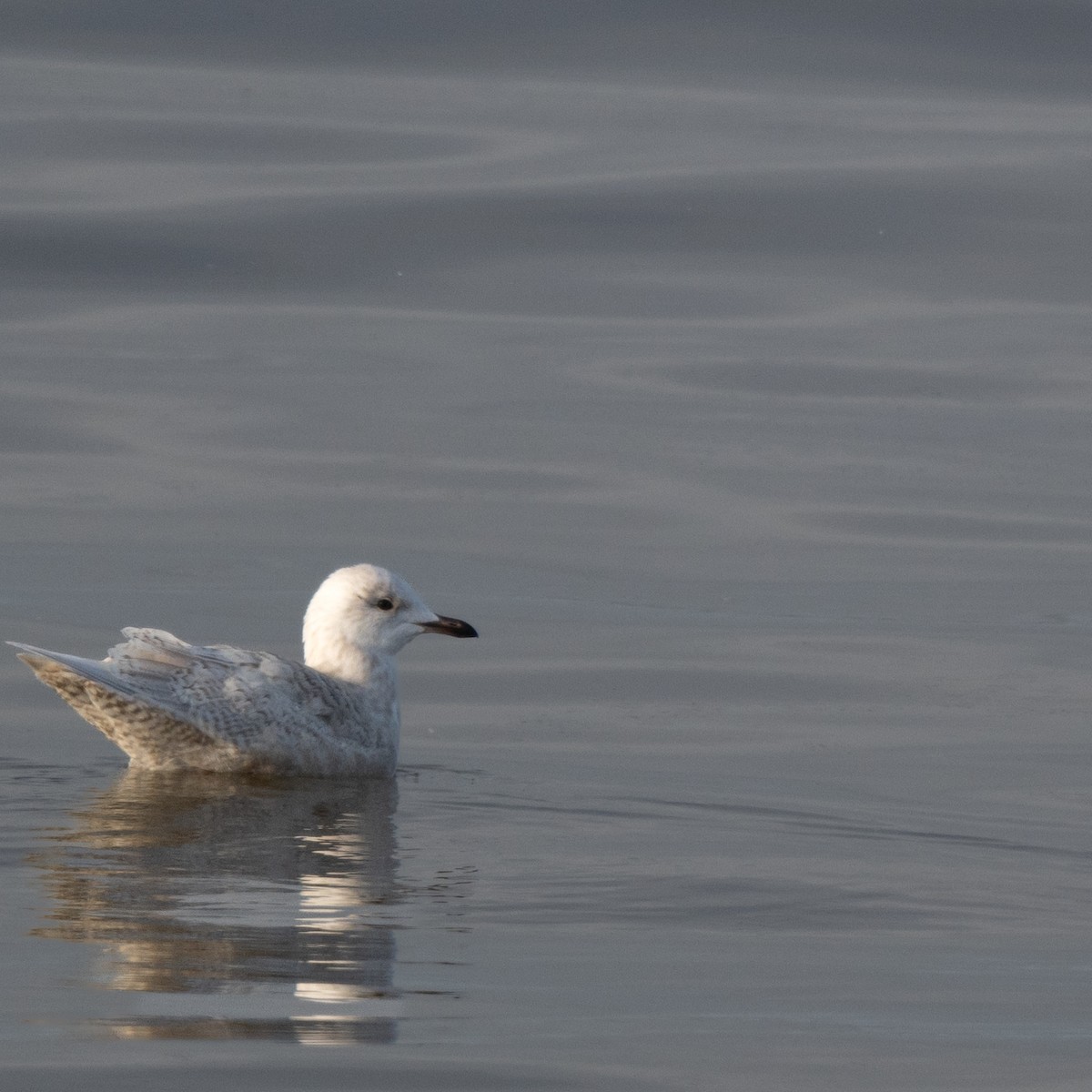 Iceland Gull - ML627802117