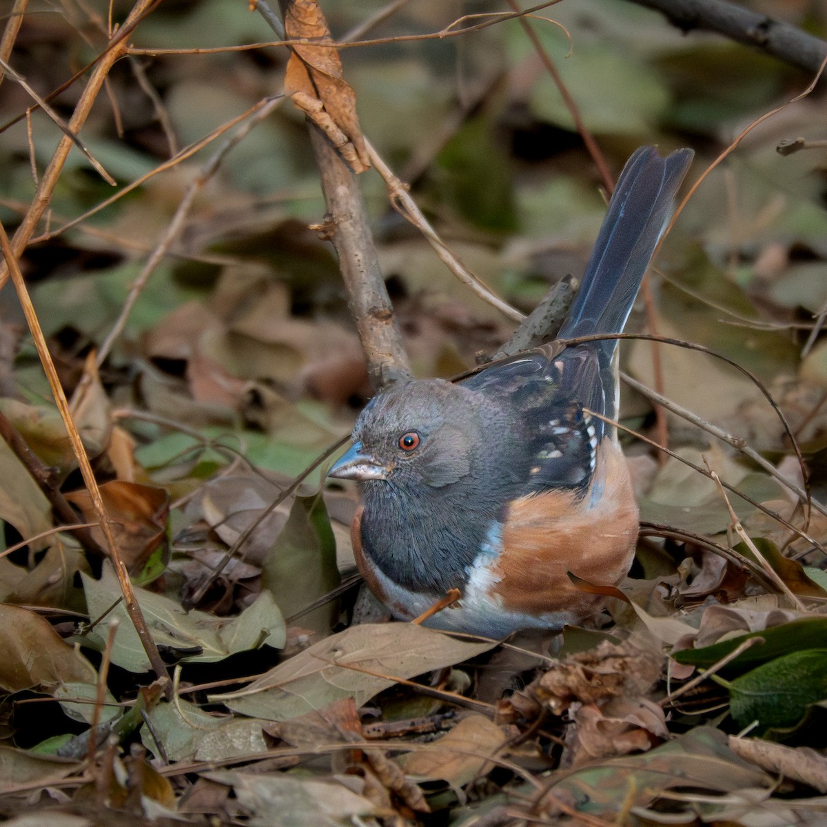 Toquí Moteado - ML627802136