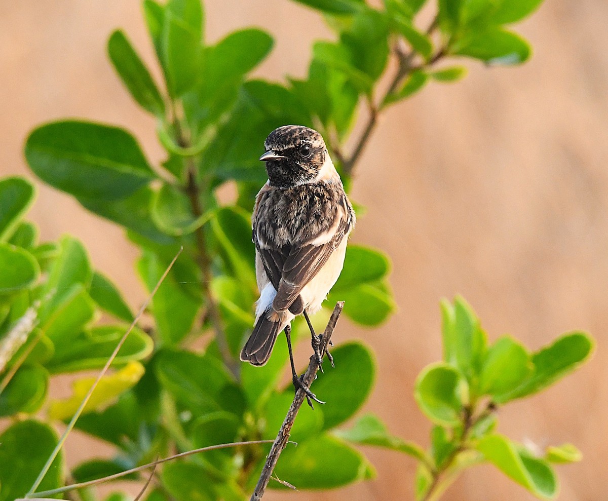 Siberian Stonechat - ML627802145