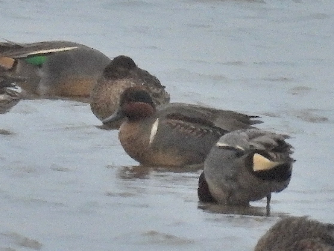 Green-winged Teal (American) - ML627802164