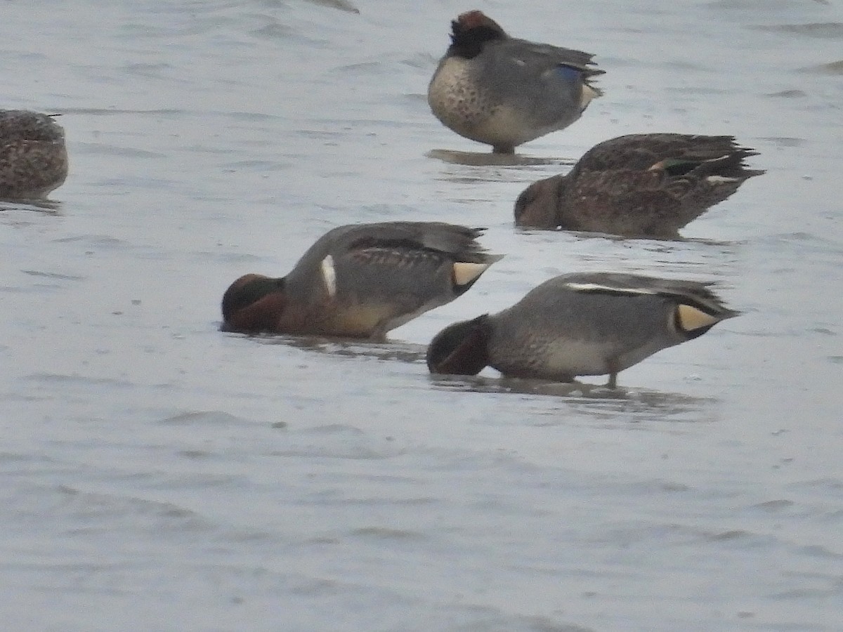 Green-winged Teal (American) - ML627802165