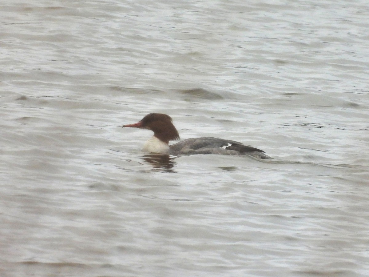 Common Merganser - ML627802169