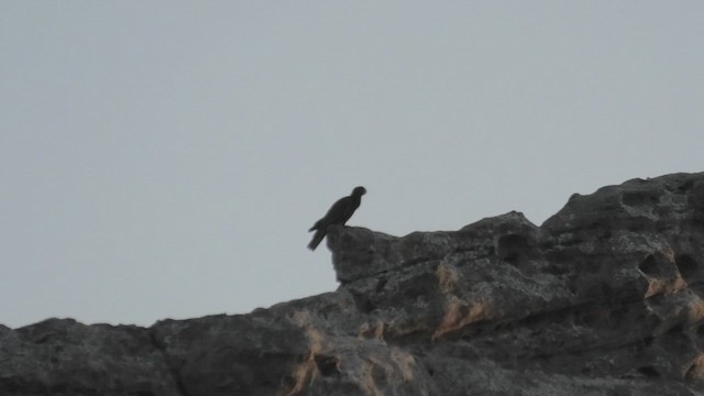 Lesser Vasa Parrot - ML627802180