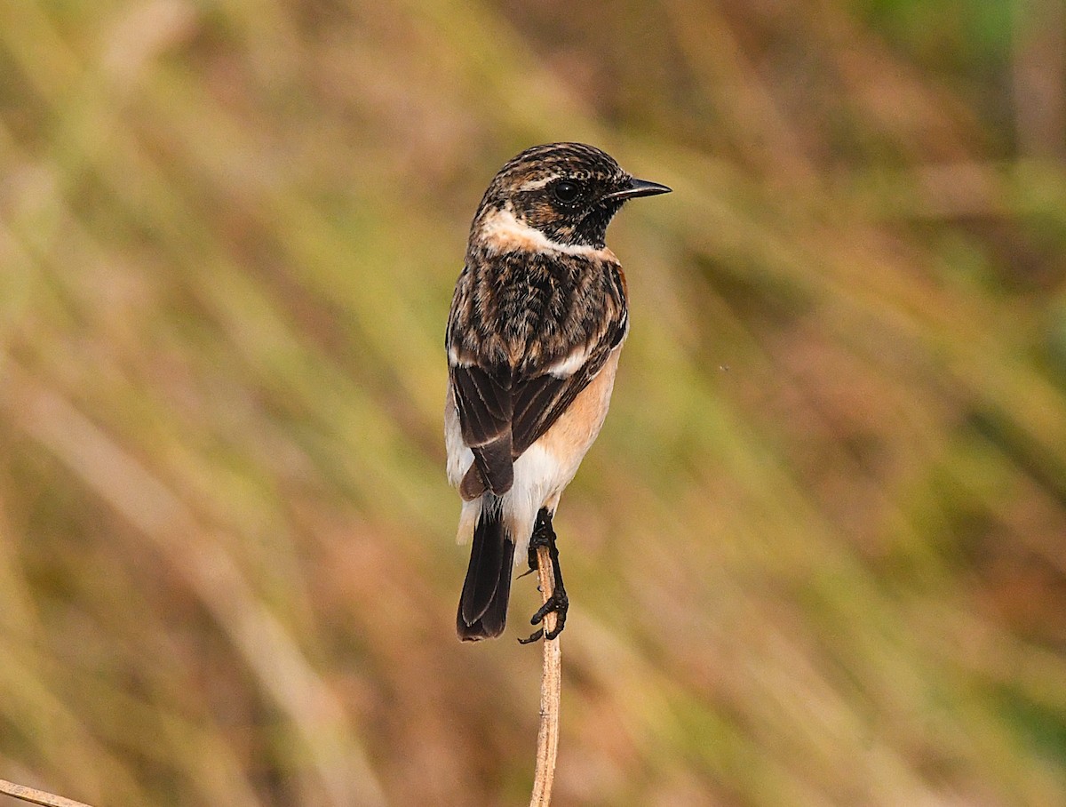 Siberian Stonechat - ML627802205