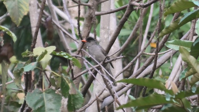 Malagasy Bulbul - ML627802211