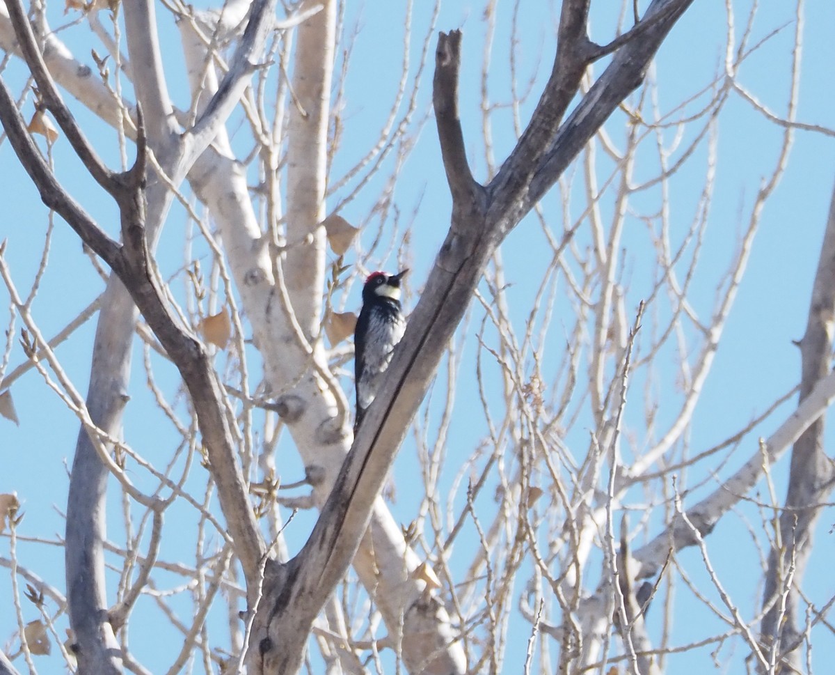 Acorn Woodpecker - ML627802214