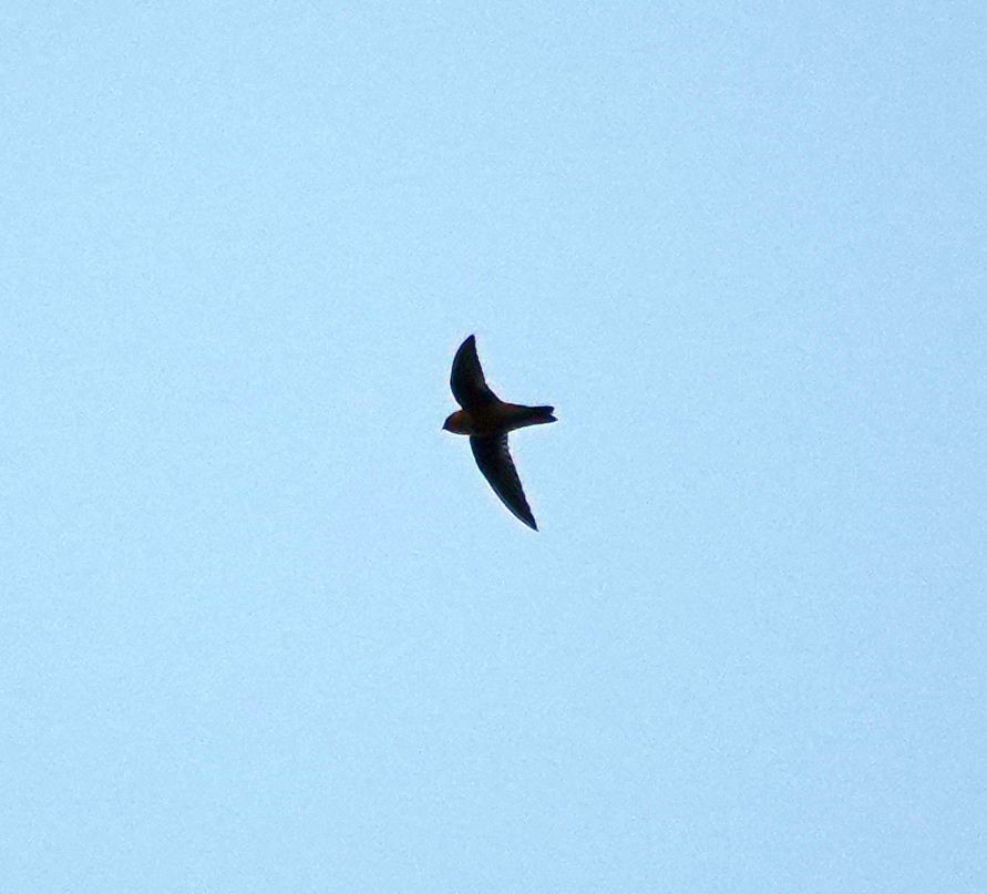 Band-rumped Swift - ML627802215