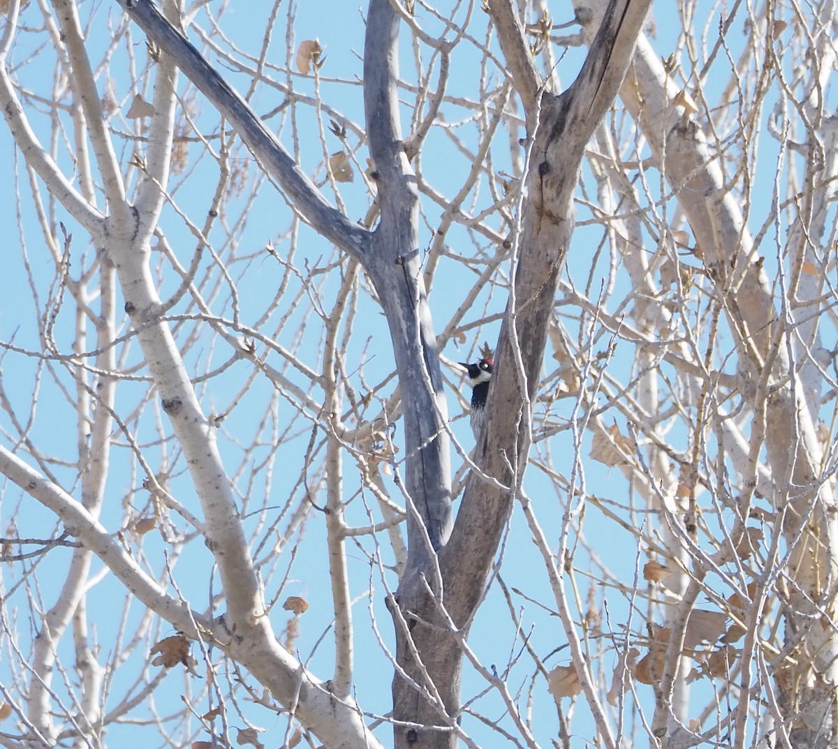 Acorn Woodpecker - ML627802228