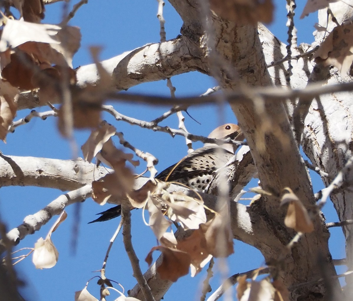 Northern Flicker (Yellow-shafted) - ML627802246