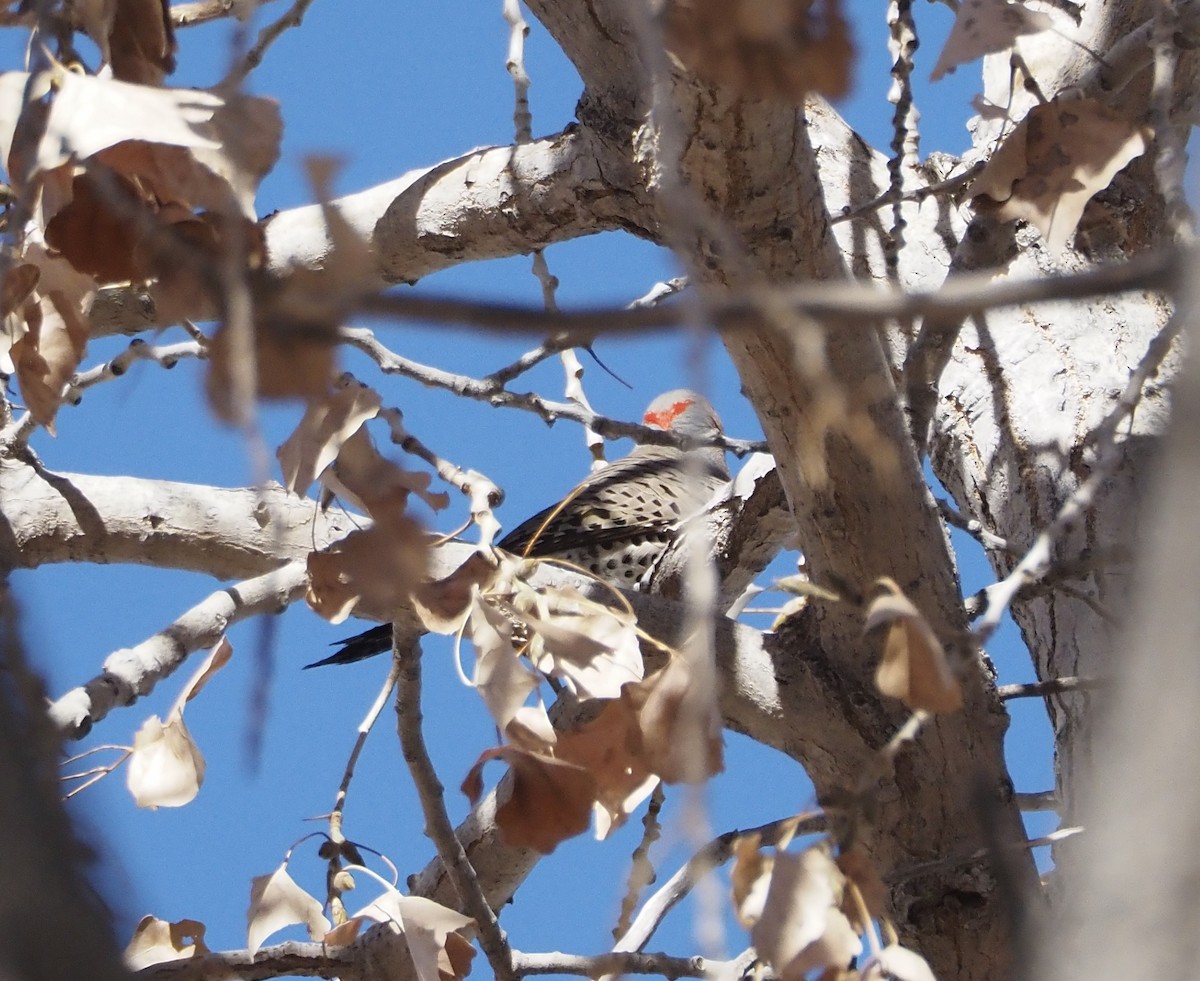 Northern Flicker (Yellow-shafted) - ML627802254