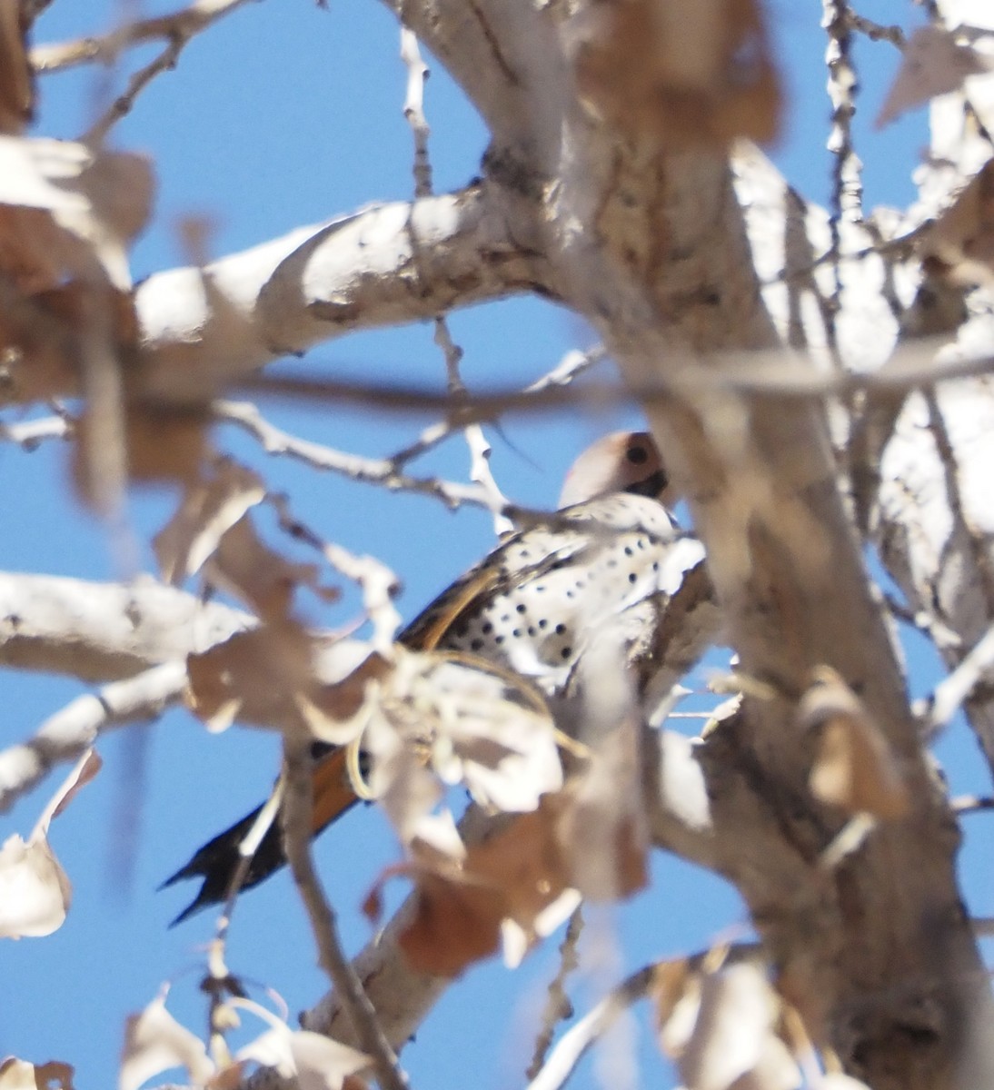 Northern Flicker (Yellow-shafted) - ML627802256