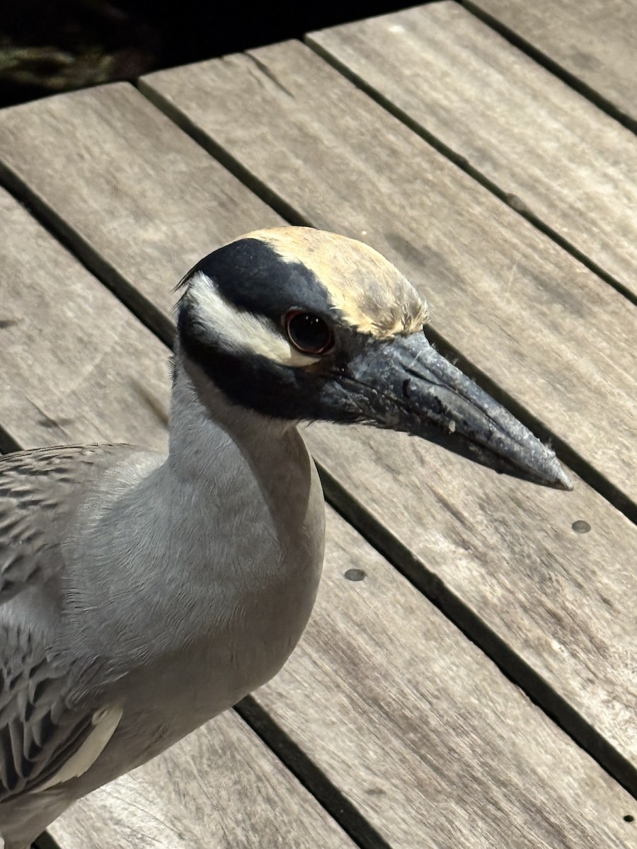 Yellow-crowned Night Heron - ML627802266