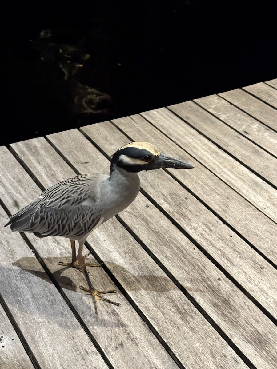 Yellow-crowned Night Heron - ML627802267