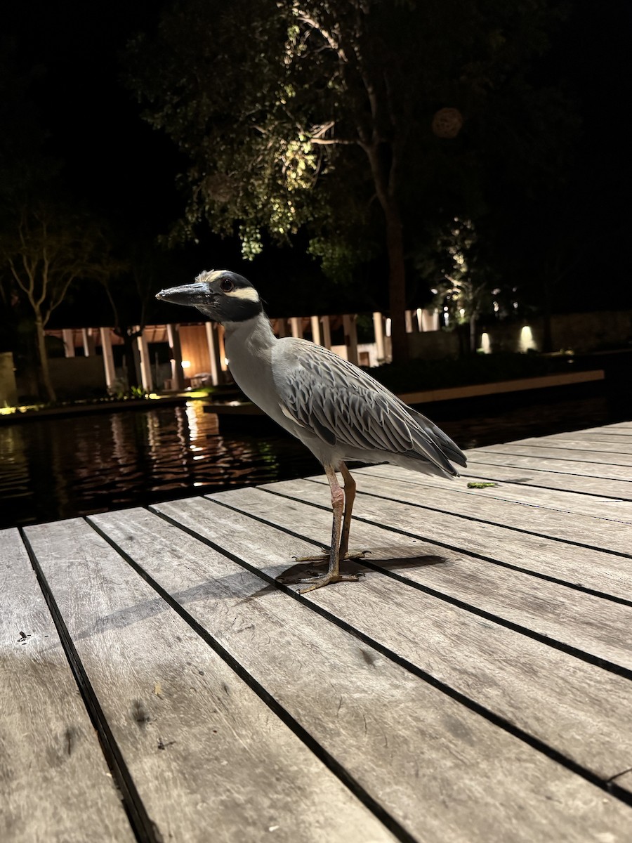 Yellow-crowned Night Heron - ML627802268